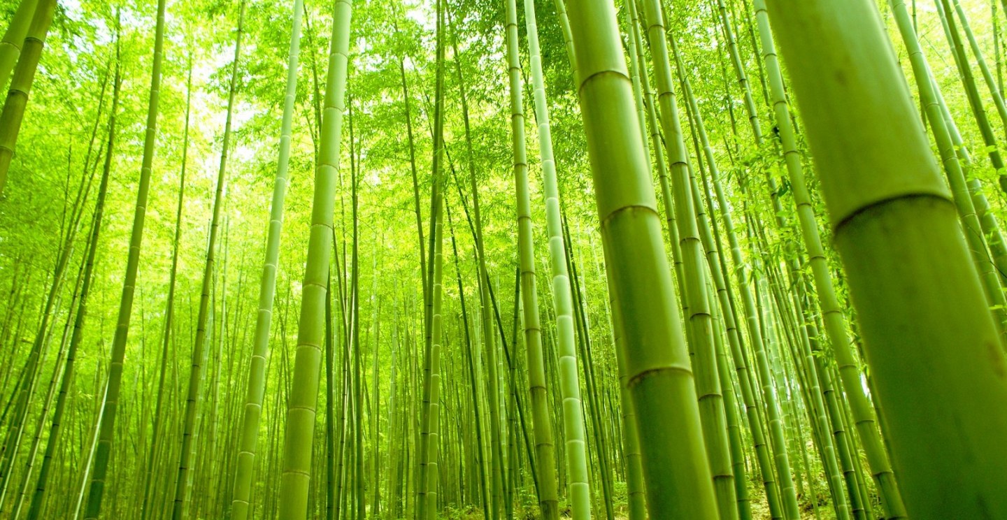 Mizu Acupuncture & Wellness